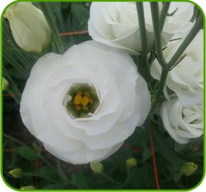 картинка Rozita White от магазина Enigma Flowers