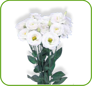 картинка Rosita 3 White от магазина Enigma Flowers
