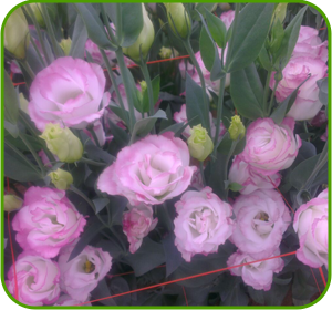 картинка Rosita Pink Picotee от магазина Enigma Flowers