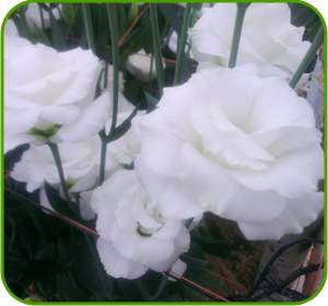 картинка Excalibur White от магазина Enigma Flowers