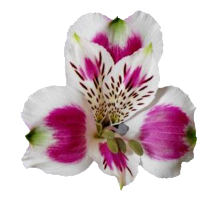 картинка Picanto от магазина Enigma Flowers