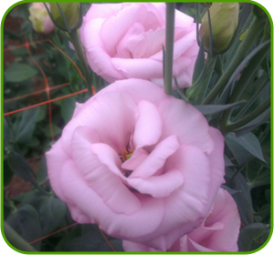 картинка Excalibur Pink от магазина Enigma Flowers