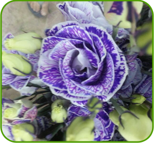 картинка Purple Painted от магазина Enigma Flowers