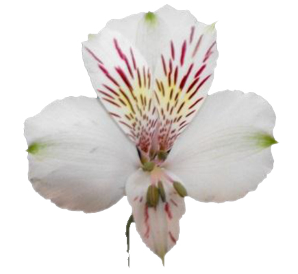 картинка Himalaya от магазина Enigma Flowers