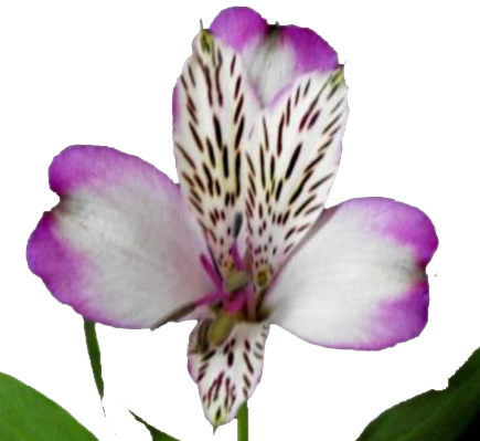 картинка Santorini от магазина Enigma Flowers