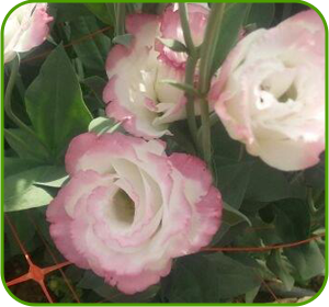 картинка Rosita Pink Picotee от магазина Enigma Flowers